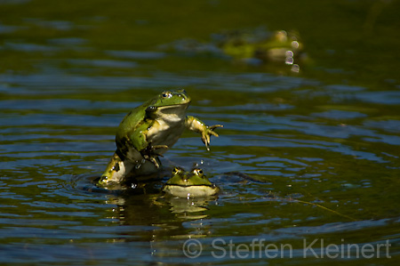 Teichfrosch (Rana kl. esculenta) - 01